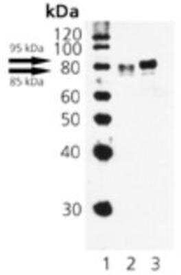 Western Blot: HSF1 [p Ser326] Antibody [NBP1-97452]